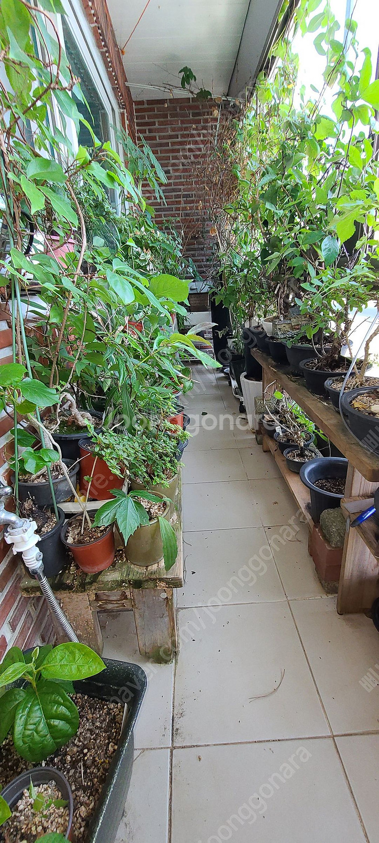 분재,식물,화분 팝니다--1