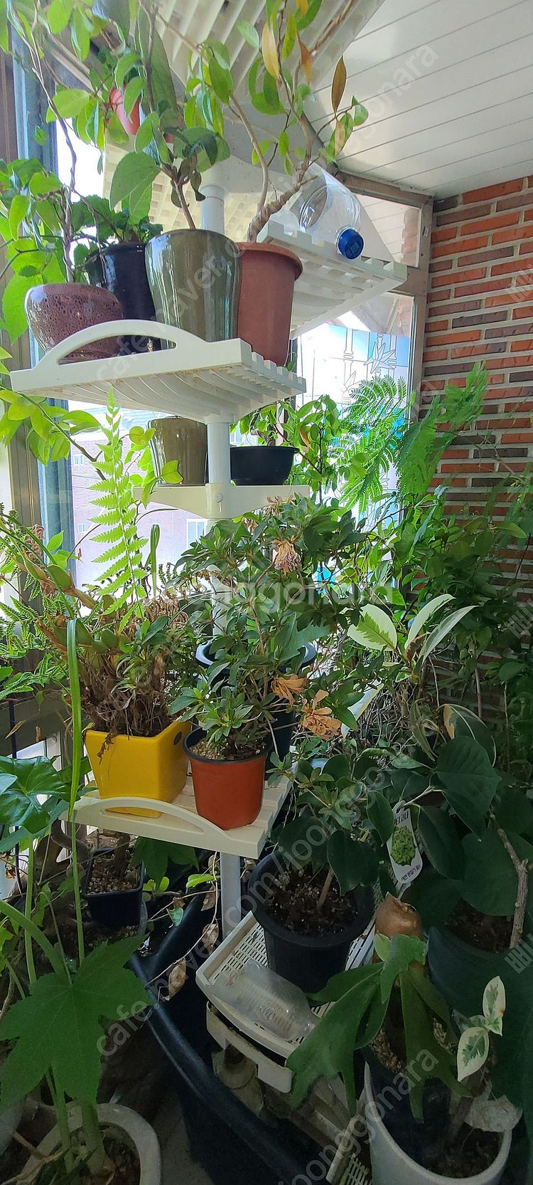 분재,식물,화분 팝니다--2