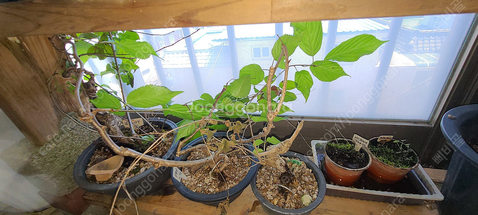 분재,식물,화분 팝니다--4