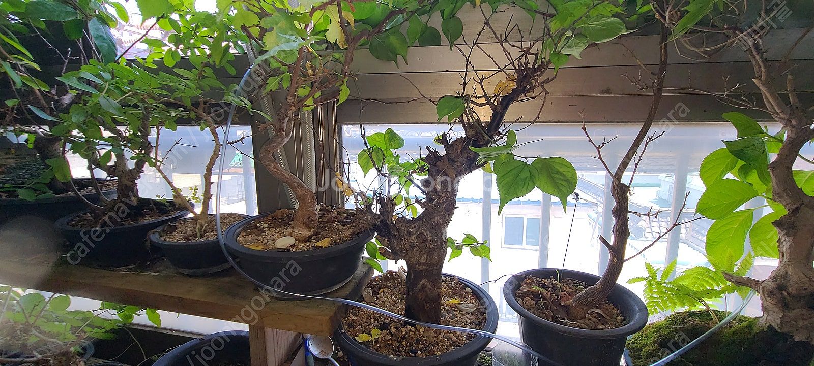 분재,식물,화분 팝니다--5