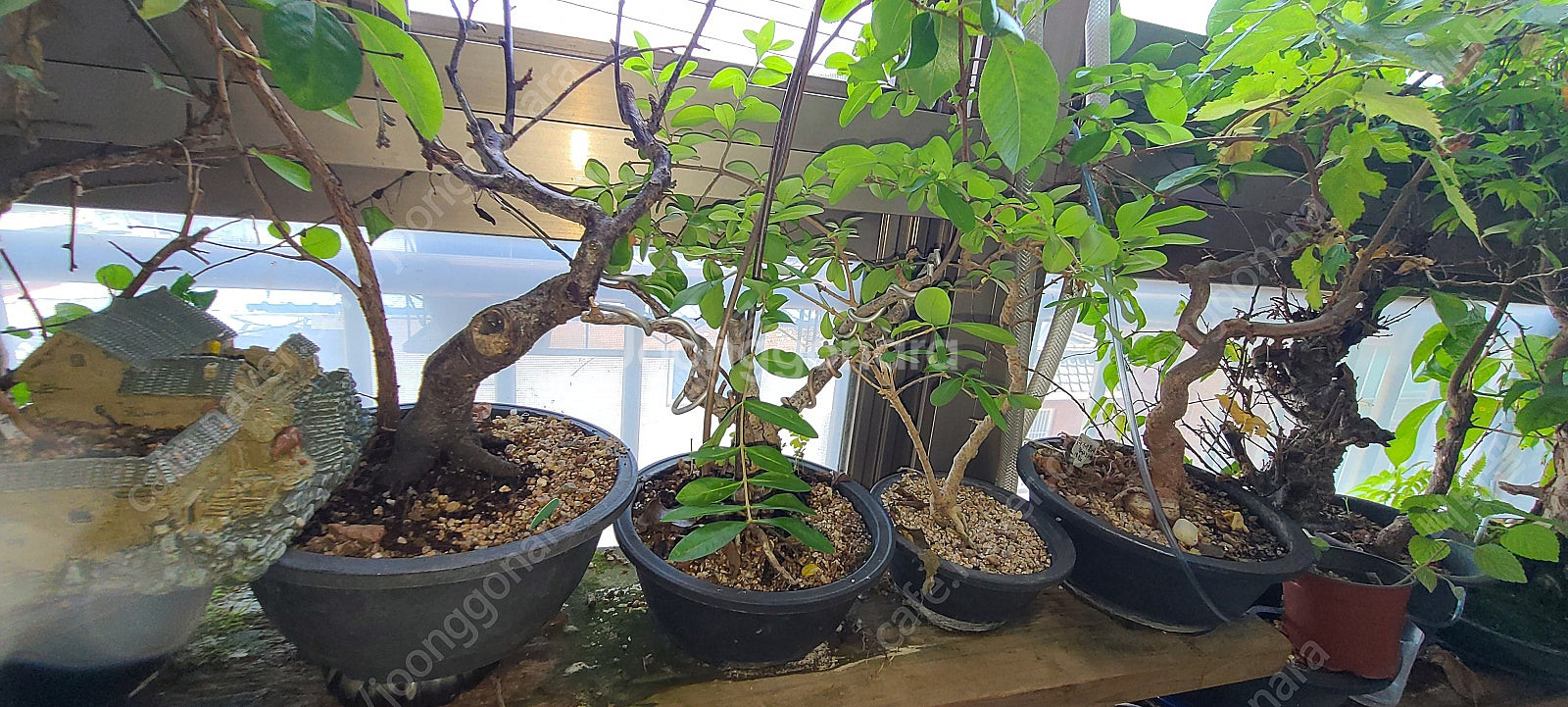 분재,식물,화분 팝니다--6