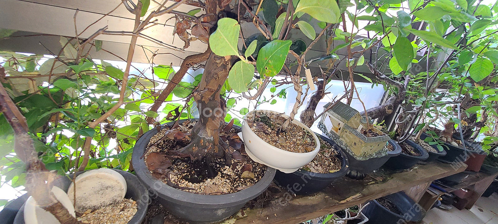 분재,식물,화분 팝니다--7