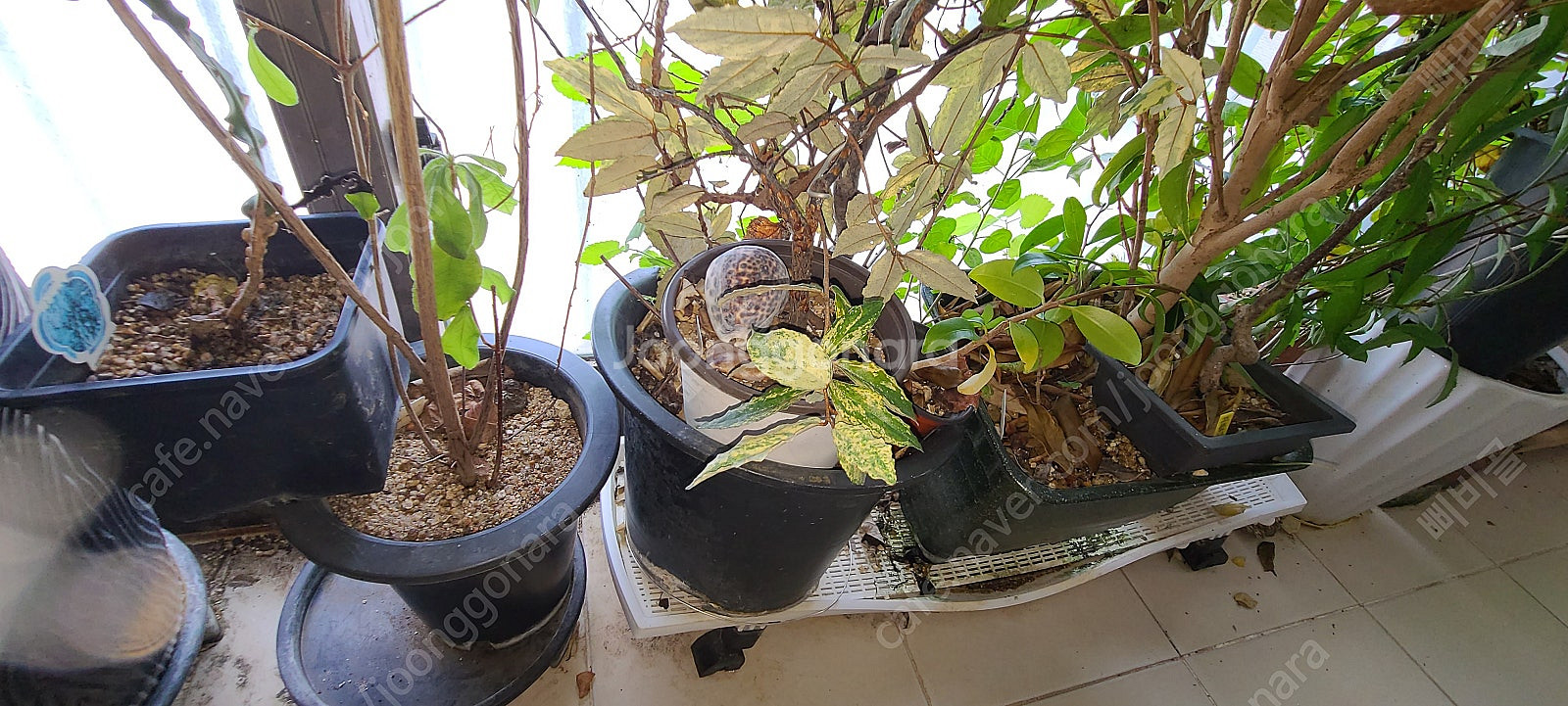 분재,식물,화분 팝니다--8