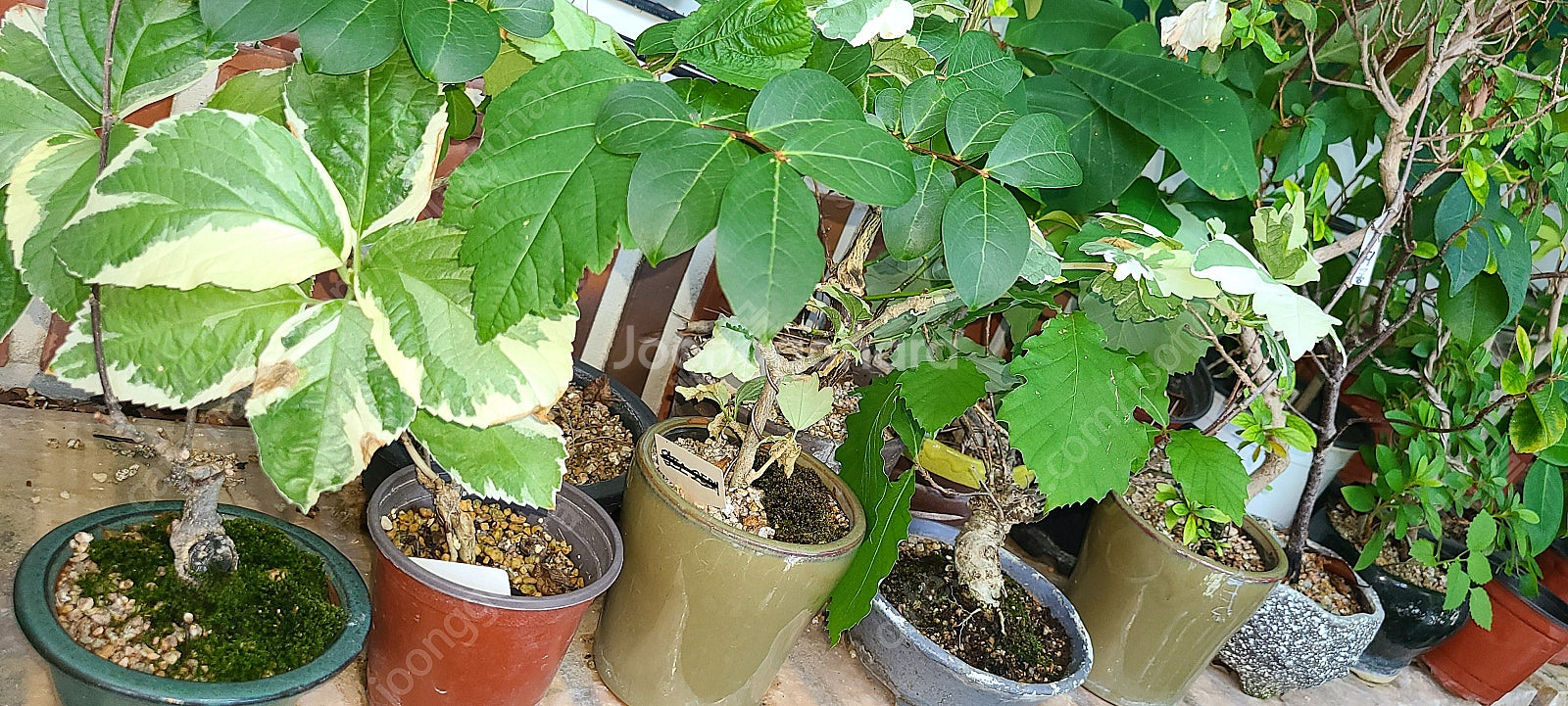 분재,식물,화분 팝니다--9