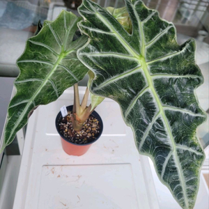 무늬약한 알로카시아 거북바리 중품