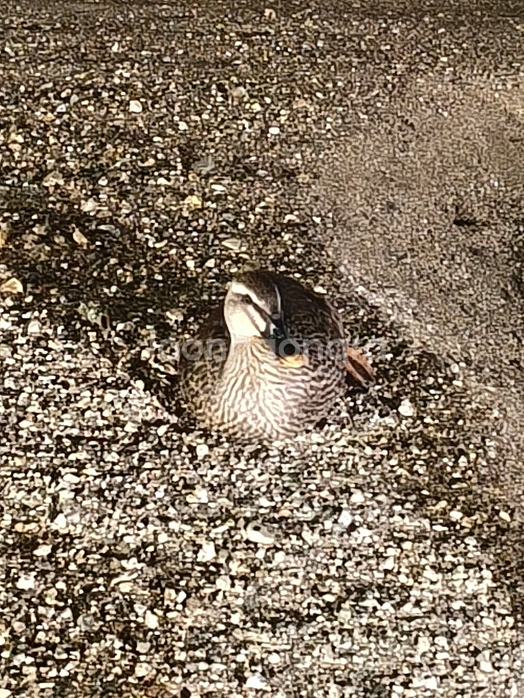 아무따 5070 / 5070ti 구매--0