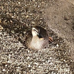 아무따 5070 / 5070ti 구매