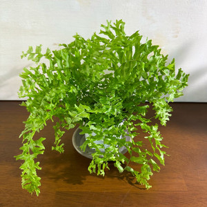 피쉬테일 고사리