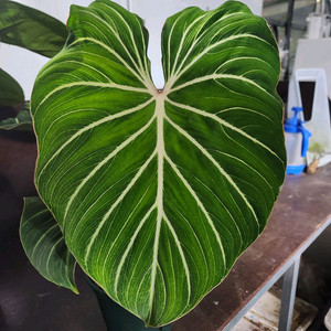 필로덴드론 글로리오섬 화이트베인 핑크백