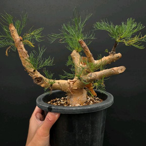 크라우셀리아나 야생 (아프리카식물/코덱스)