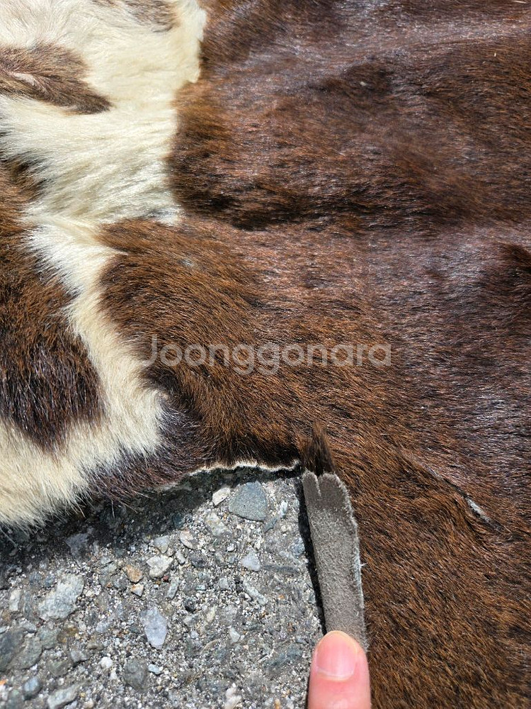 오리지날 송치 러그 카페트--2