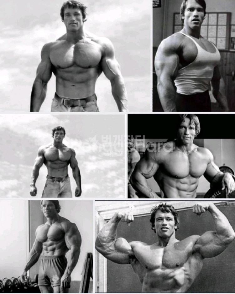 (중고)아놀드형 따라잡기 바벨원판 팝니다(35kg)--3