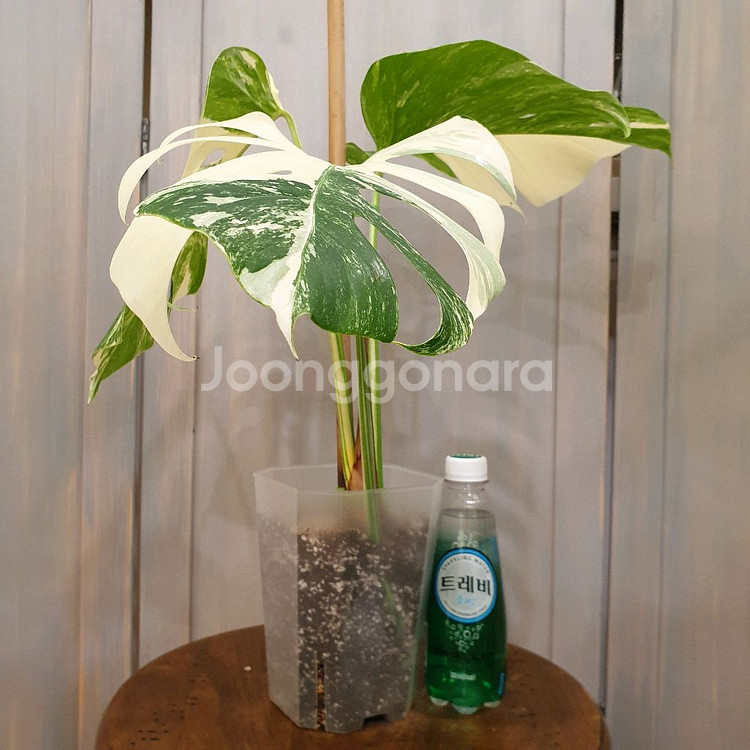 #탑3장 #잎27cm ~ 몬스테라 알보 바리에가타--1