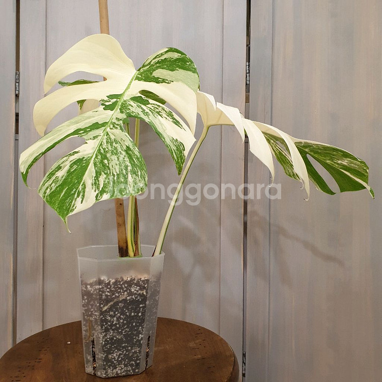#탑3장 #잎27cm ~ 몬스테라 알보 바리에가타--3