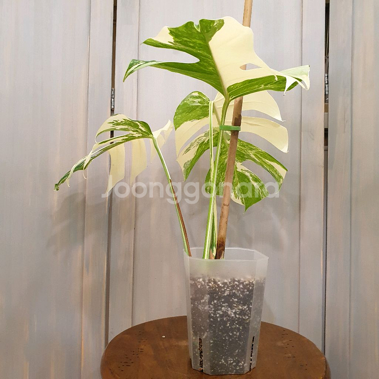 #탑3장 #잎27cm ~ 몬스테라 알보 바리에가타--4