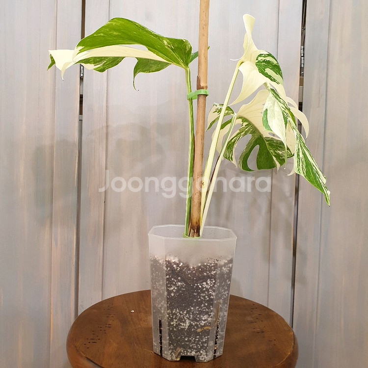 #탑3장 #잎27cm ~ 몬스테라 알보 바리에가타--2