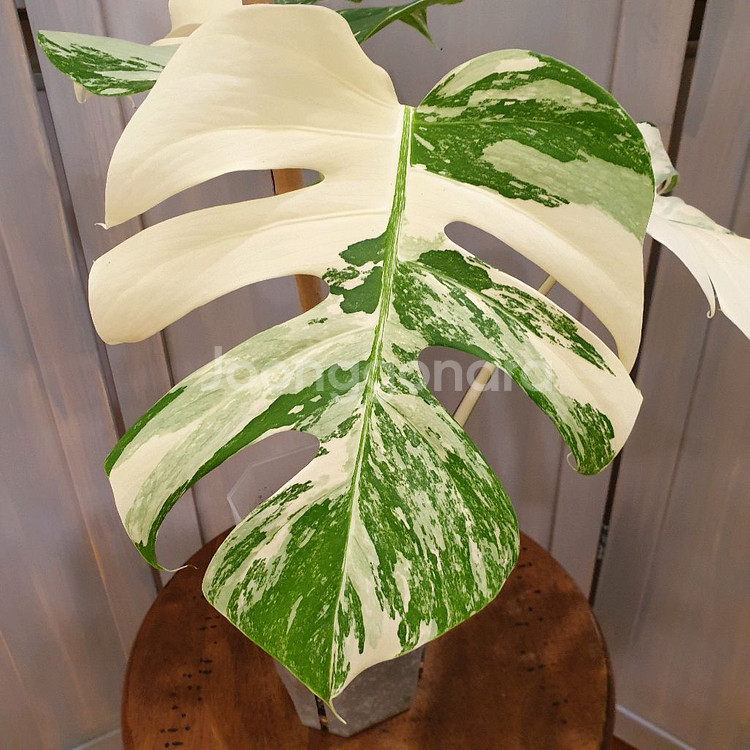 #탑3장 #잎27cm ~ 몬스테라 알보 바리에가타--7