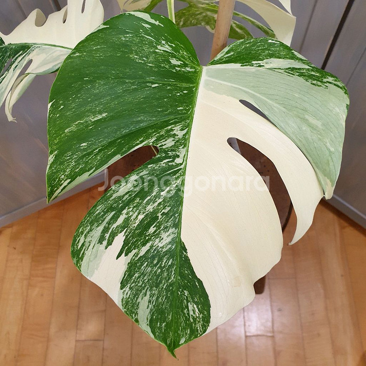 #탑3장 #잎27cm ~ 몬스테라 알보 바리에가타--6