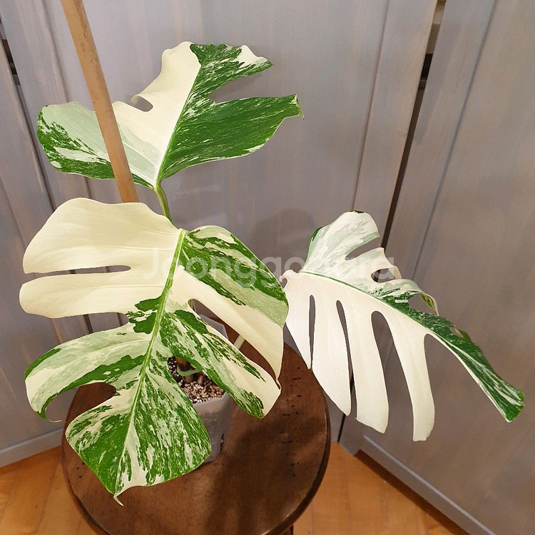 #탑3장 #잎27cm ~ 몬스테라 알보 바리에가타--0