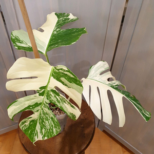 #탑3장 #잎27cm ~ 몬스테라 알보 바리에가타