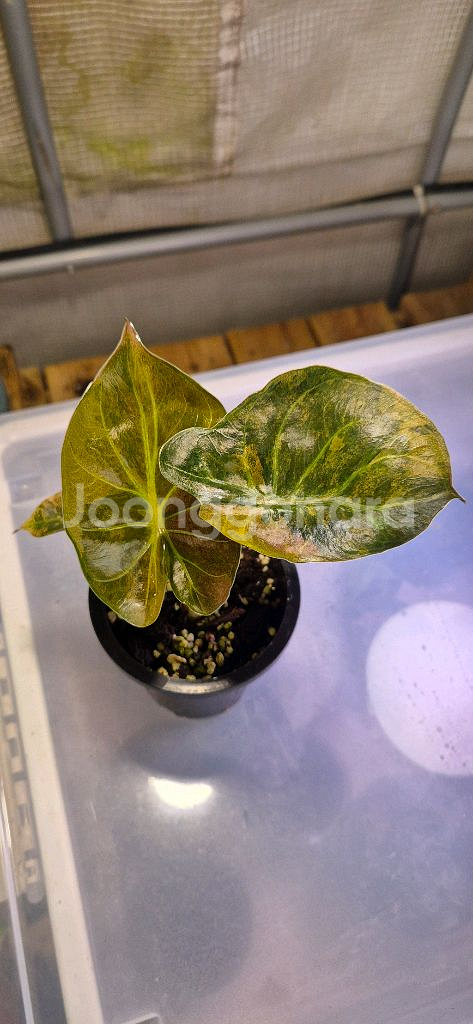 알로카시아 왠티바리가타--0
