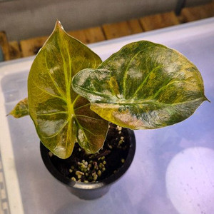 알로카시아 왠티바리가타