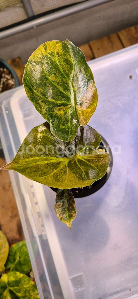 알로카시아 왠티바리가타--2