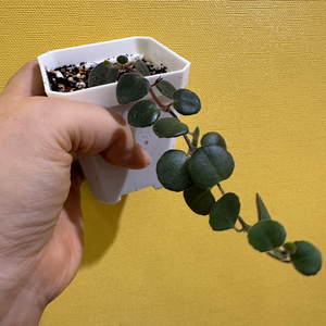 코도난테 파울라 택포