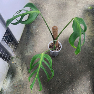 몬스테라 딜라체라타