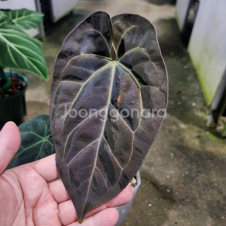 안스리움 NOID--1