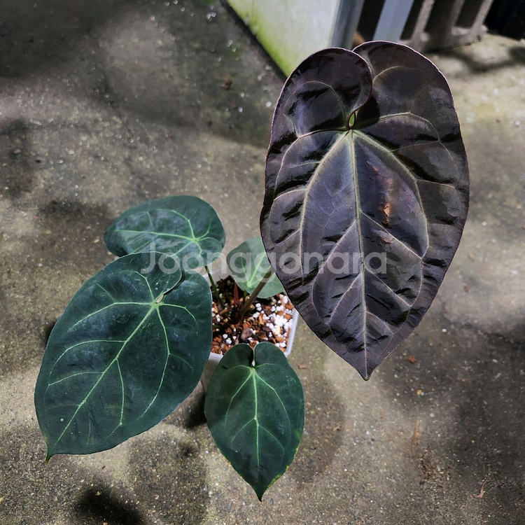 안스리움 NOID--2