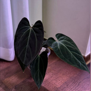 안스리움 포르틸레x베쎄 scott offset