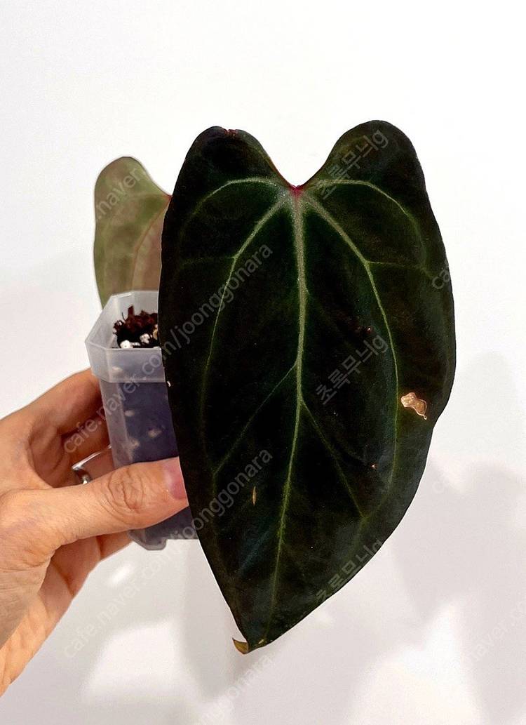 안스리움 포르틸레x베쎄 scott offset--1