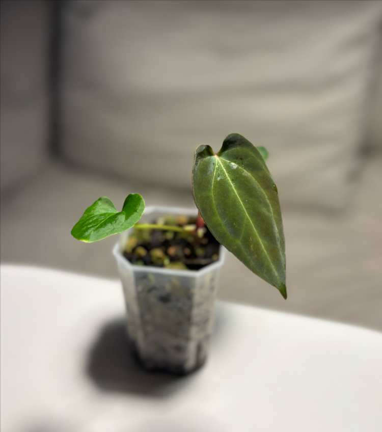 안스리움 포르틸레x베쎄 scott offset--2