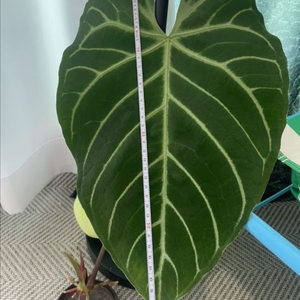 안스리움 리갈레x크리스탈리넘