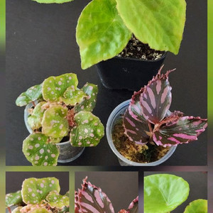 베고니아 3종.줄라우보찌.무아라와하우.푸토엔시스