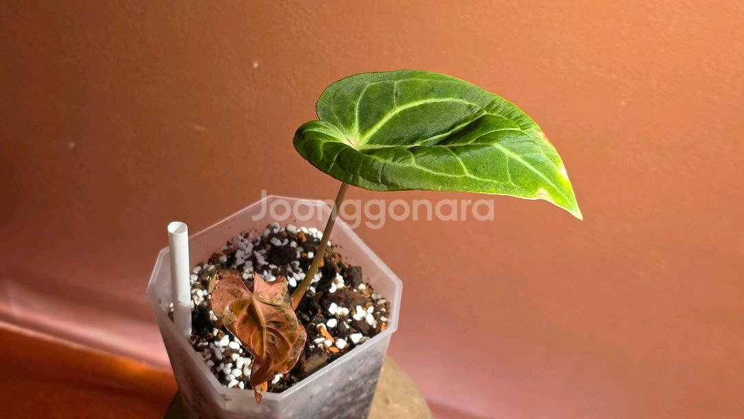 안스리움 민트킹--1