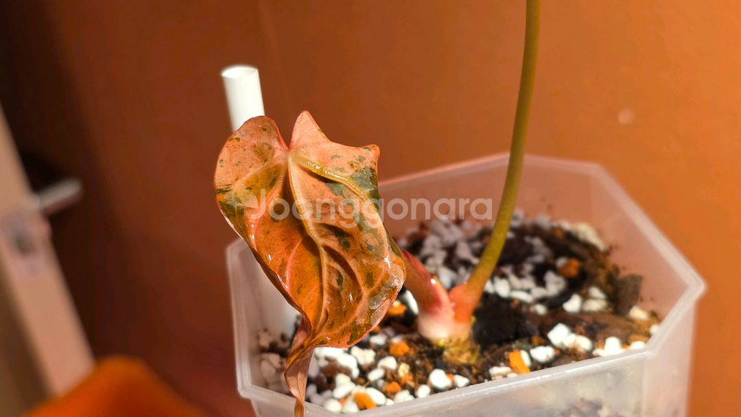 안스리움 민트킹--0