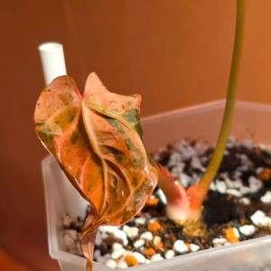 안스리움 민트킹