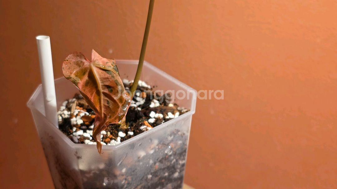 안스리움 민트킹--2