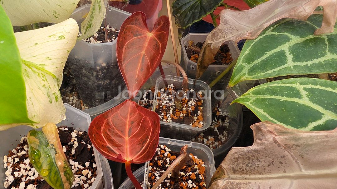 안스리움 민트킹--3