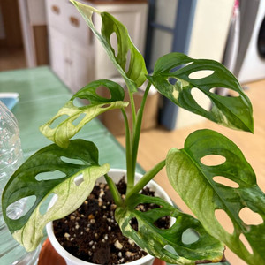 몬스테라.아단소니