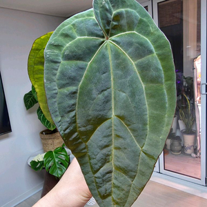 안스리움 크리스탈리넘 다크폼 X RVDP