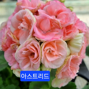 아스트리드 스웨덴제라늄