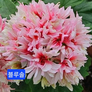블루솔(아메리칸블루님) K 제라늄