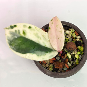 호야 마다라 스노우엔젤(알로x안스x)