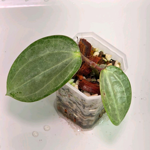 호야 사라왁 민트(알로x안스x)