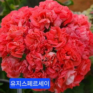 유지스페르세이 러시아제라늄