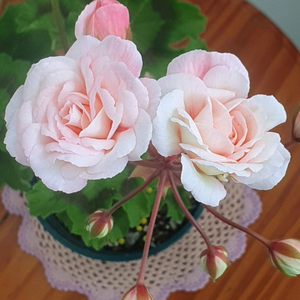 제라늄 3종 레오나갤럭시,사랑노을,,빌스잼