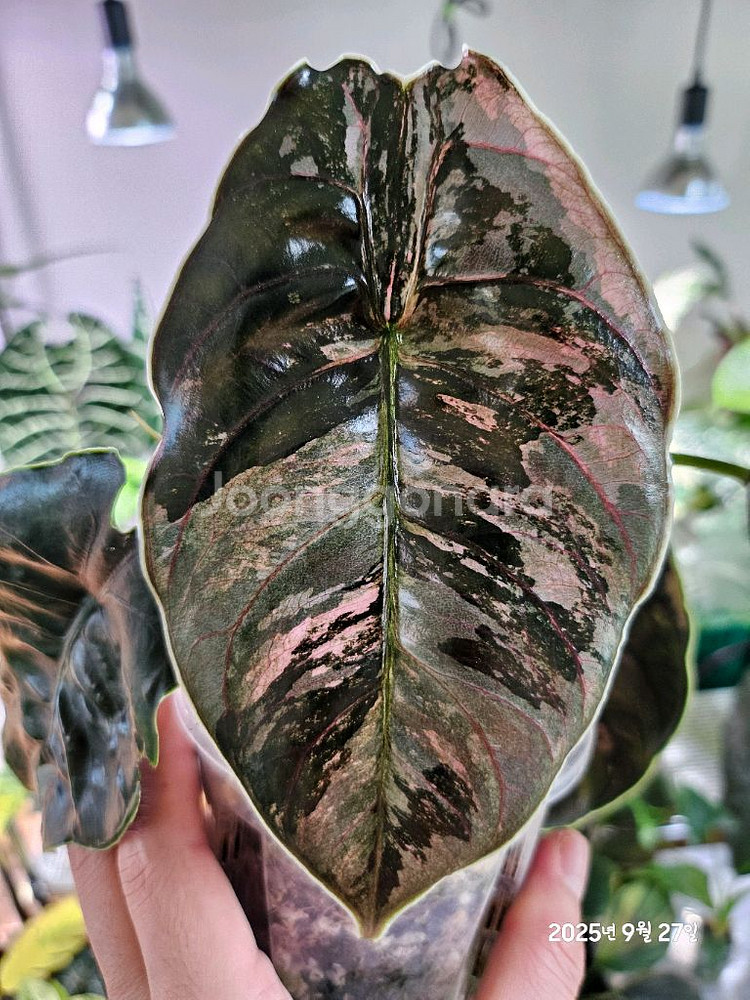 알로카시아 아즈라니 화이트핑크바리에가타--1